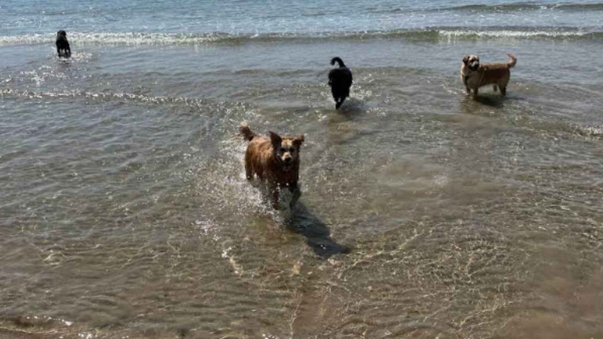 Playa La Balsa de Arena (Delta del Ebro)